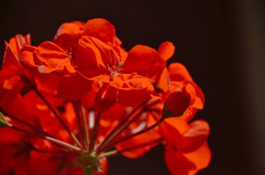 Karanlık arka planda parlak güzel kızıl Sardunya çiçekler 