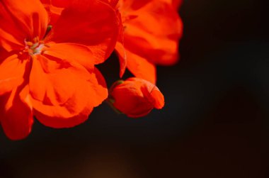 Siyah arka planda izole parlak Sardunya çiçekler 