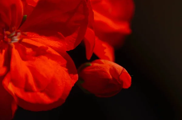Bright Scarlet Geranium Flowers Isolated Dark Background — Stock Photo, Image