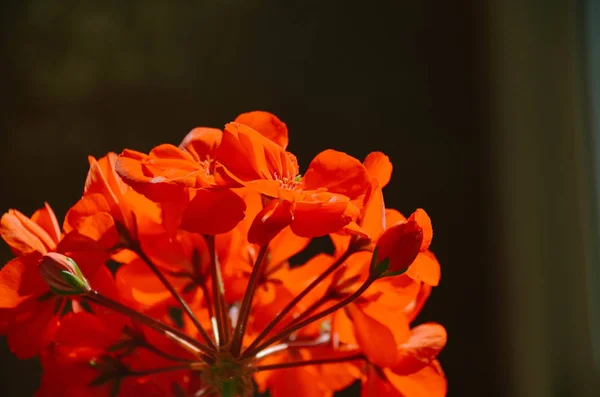 Zářící Korálová Bakterie Ranním Slunci Tmavém Pozadí — Stock fotografie