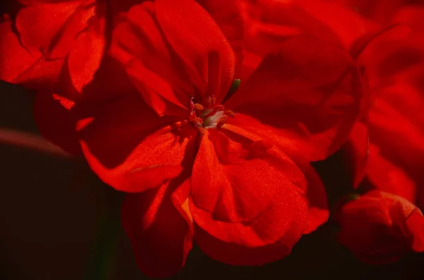 Яскраво Червоні Пелюстки Квітки Герані Темному Тлі — стокове фото