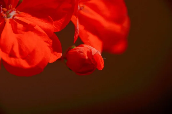 Bright Red Petals Geranium Flowers Morning Sun — Stock Photo, Image
