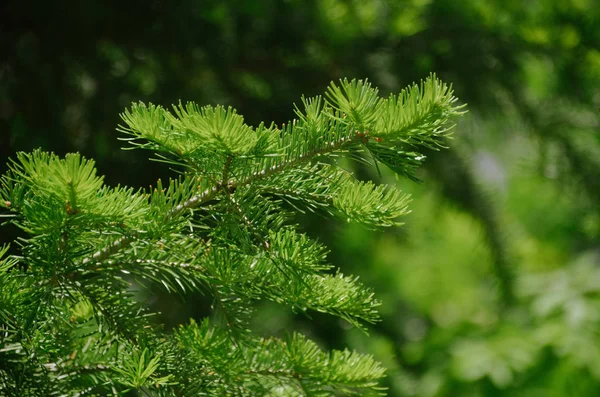 Beautiful Emerald Branch Pine Tree Bright Green Background Closeup Sunny — Stock Photo, Image