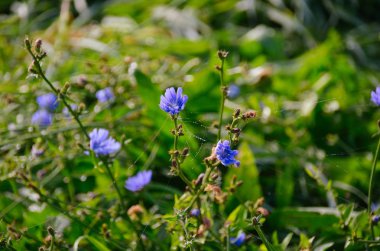 Sabah ışığında çiy ve örümcek ağı ile parlak yeşil çim arka plan üzerinde güzel hindiba çiçekler