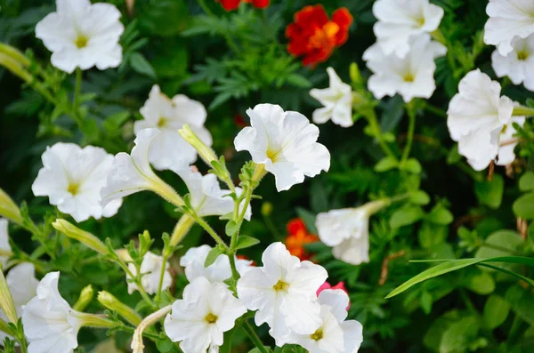 Bright White Petunia Flowers Green Grass Background Sunny Autumn Park — Stock Photo, Image