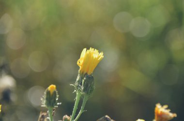 Güneş glares ile yeşil alan arka plan üzerinde parlak sarı karahindiba