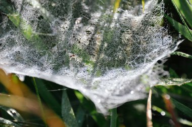 Sonbahar çimsabah çiy ile kaplı küçük örümcek ince parlayan örümcek ağı