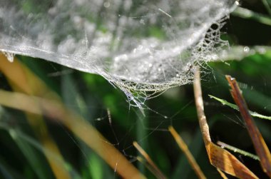 Parlak beyaz örümcek ağı sabah sonbahar alanında parlak çiy damlaları ile kaplı