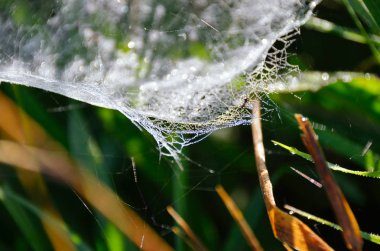 En ince güzel örümcek ağı zümrüt sonbahar çim sabah çiy ile parlayan. Taze sonbahar güneşli sabah detay
