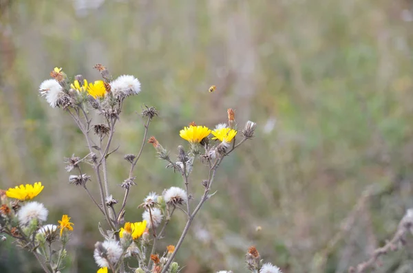 Small yellow dandelion flowers on autumn field background