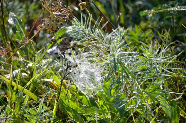 Ranním Slunci Svítí Jasná Zelená Tráva Rosou Pavučiny — Stock fotografie