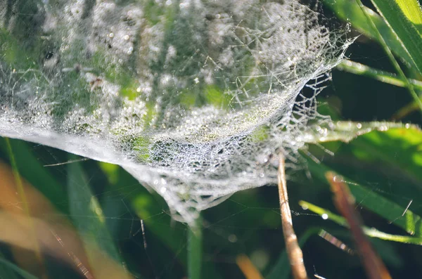 Zarif örümcek ağı sonbahar çim arka plan üzerinde parlak çiy damlaları ile kaplı