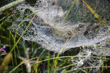 Güneşli sonbahar sabahı yeşil sonbahar çim parlak ince örümcek ağı