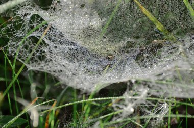 Güneşli sonbahar sabahı yeşil çim üzerinde güzel ince beyaz örümcek ağı