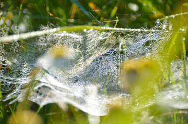 Sonbahar sabah güneşinde yeşil güneşli alanda parlak örümcek ağı