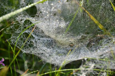 Güneşli sabah sonbahar yeşil çim ince örümcek ağı Yumuşak kapak