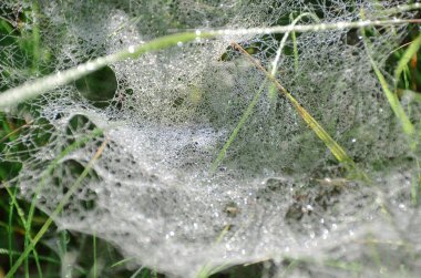 Parlak yeşil sonbahar çim sabah ışığında çiy ile beyaz parlak örümcek ağı ile kaplı