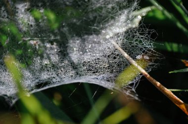Sonbahar otlarında çiy damlaları olan ince beyaz örümcek ağı. Sonbahar sabahı pitoresk alan