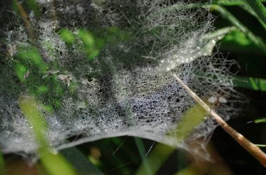 Sonbahar sabahı yeşil çim üzerinde güzel ve tehlikeli örümcek ağı