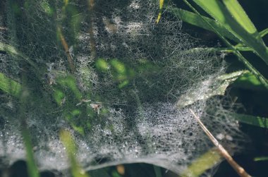 Sabahın erken saatlerinde yeşil çim arka plan üzerinde Usta örümcek ağı