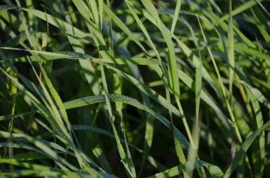 Sabah güneşinde parlayan çiy ile parlak yeşil sonbahar çim