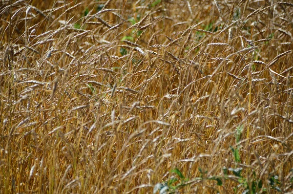 Mar Oro Espigas Trigo Otoño Por Mañana —  Fotos de Stock