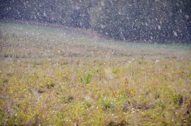 Güneşli sabah sonbahar orman çayırüzerinde Harika kör yağmur