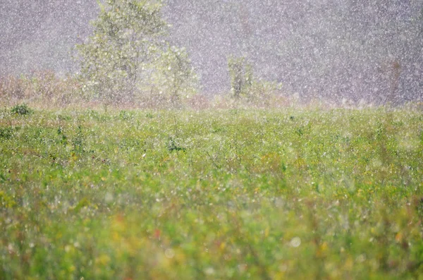 清新的晨绿草在银色雨滴下 在绿色的秋田 — 图库照片