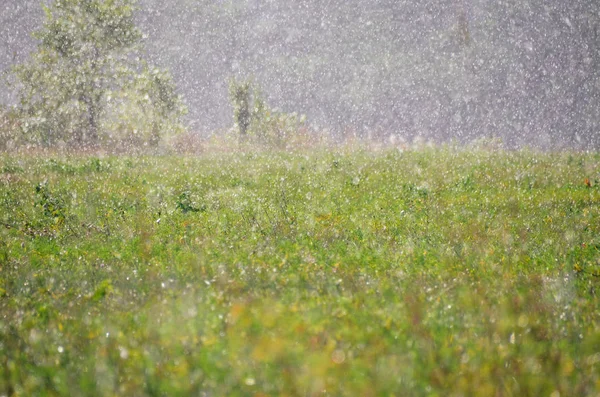 Helles Regenwetter Blinder Regen Auf Sonniger Waldwiese Grünes Herbstgras — Stockfoto