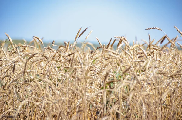 Zralé Zlaté Pole Pšenice Modrém Nebeském Pozadí — Stock fotografie