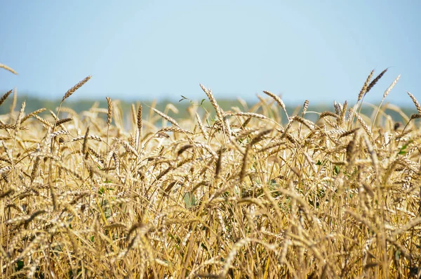 Jasne Złote Uszy Kukurydzy Dojrzałym Ukraińskim Polu — Zdjęcie stockowe