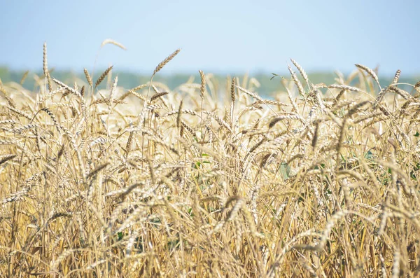 Ukrajinská Krajina Zlaté Pšeničné Uši Modrém Nebeském Pozadí — Stock fotografie