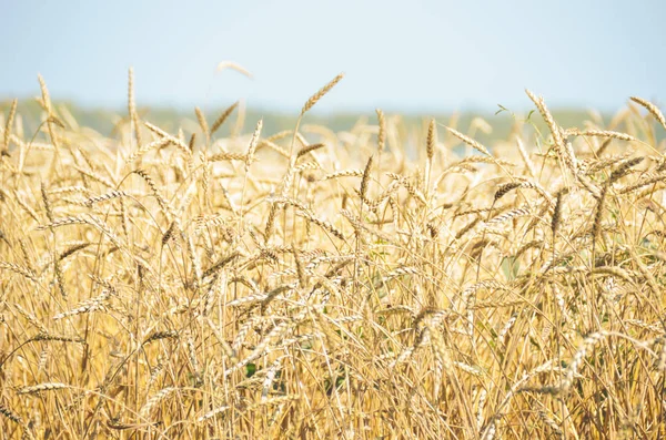 Zralý Zlatý Pšeničný Pole Aunny Podzimní Ráno — Stock fotografie