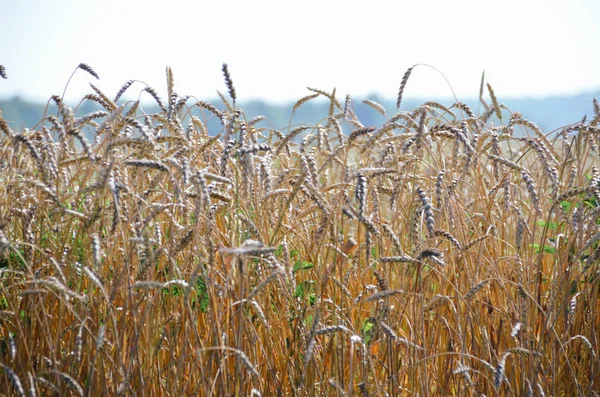 Krásné Vysoké Uši Pšenice Zralých Podzimní Poli — Stock fotografie