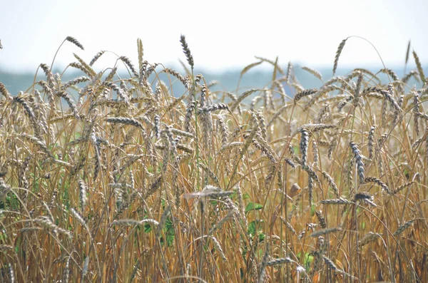 Krásná Zralá Pšenice Podzimní Zlaté Poli — Stock fotografie