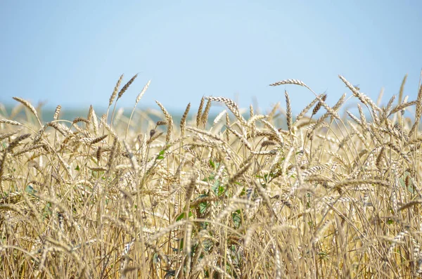 Jasně Zralý Pšeničný Uši Modrém Nebeském Pozadí První Podzimní Sklizeň — Stock fotografie