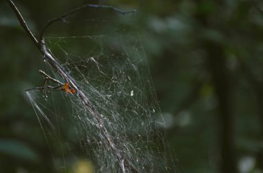 Koyu yeşil orman arka planda açık beyaz ince örümcek ağı