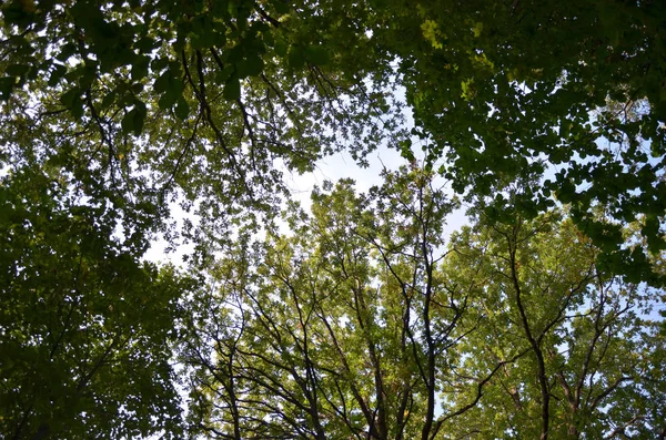 Leuchtend Grüne Blätter Hohen Waldbäumen Auf Blauem Himmel Hintergrund — Stockfoto