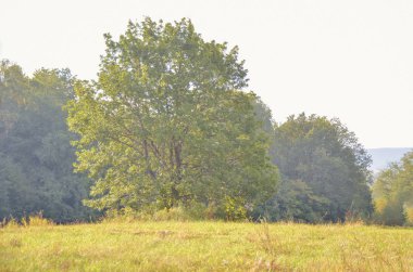 Güneşli sonbahar çayırında büyük yeşil ağaç 