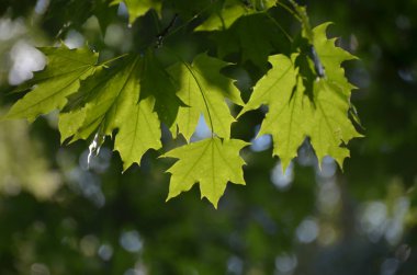 Güneşli yaz ormanında parlak yeşil akçaağaç yaprakları
