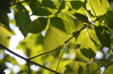 Sabah güneşinde parlak yeşil yapraklar. Sabahları güneşli yapraklar