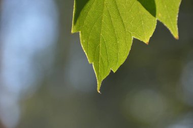 Bulanık arka plan üzerinde dokulu damarlar ile parlak yeşil yaprak Makro fotoğraf