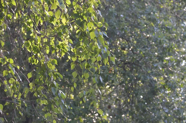 Helder Groene Achtergrond Van Berken Boom Gebladerte Zonnig Bos Regen — Stockfoto