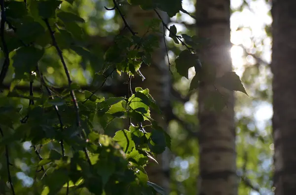 Jasne Zielone Liście Brzozy Zbliżenie Poranny Słońce Świeżym Lesie — Zdjęcie stockowe