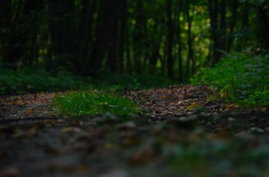 Koyu gizemli yaz ormanında yeşil çimen ve yosun ile pitoresk patika