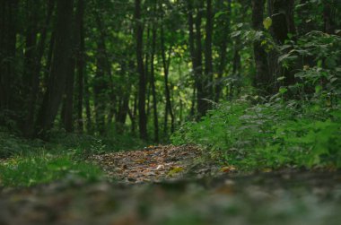 Yeşil sonbahar ormanı boyunca karanlık gizemli patika 
