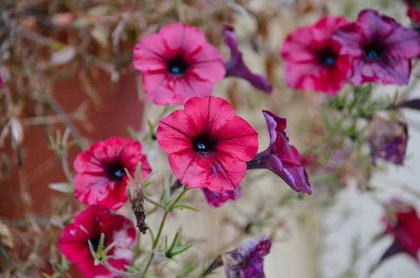 Яскраві Темно Рожеві Квіти Петунії Під Осіннім Дощем Барвиста Квітка — стокове фото