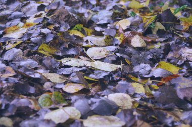 Ormanda yağmurdan sonra ıslak zeminde parlak sonbahar düşmüş yaprakları