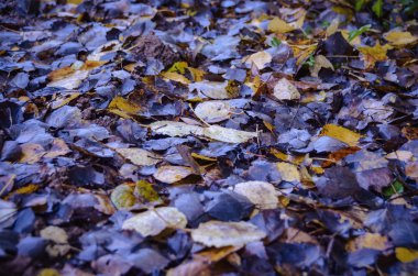 Parlak düşmüş sonbahar yağmurdan sonra ormanda yerde yaprakları