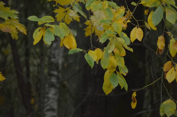 Feuilles Automne Jaune Vif Sur Fond Forêt Sombre — Photo